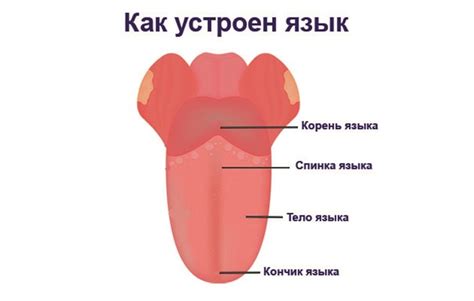 Причины заглатывания языка