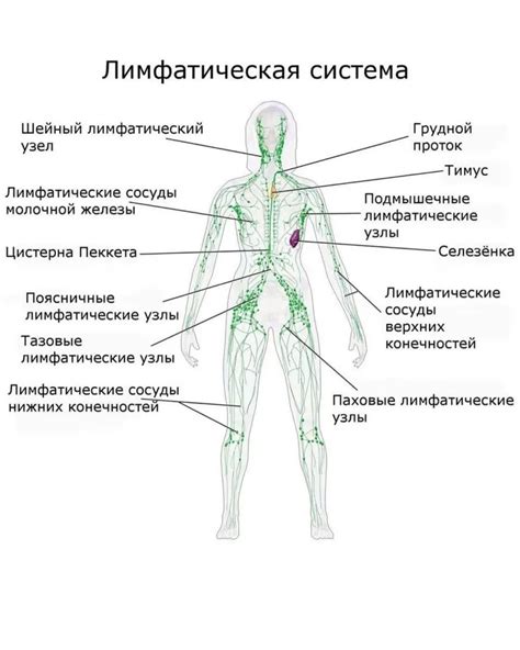 Причины застоя лимфы в организме