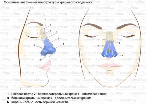 Причины из-за изменений анатомической структуры носа