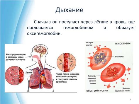 Причины и последствия избытка кислорода в организме