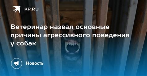 Причины и профилактика агрессивного поведения собак