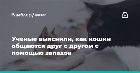 Причины и толкования снов, в которых кошки сражаются друг с другом