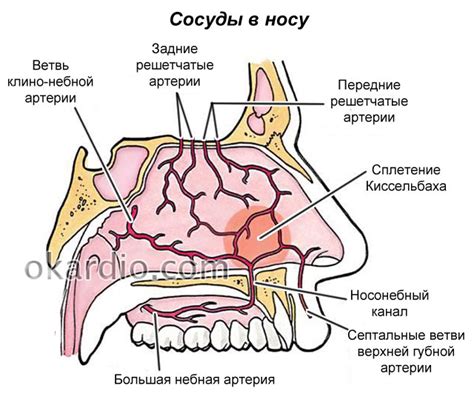 Причины лопающихся сосудов в носу