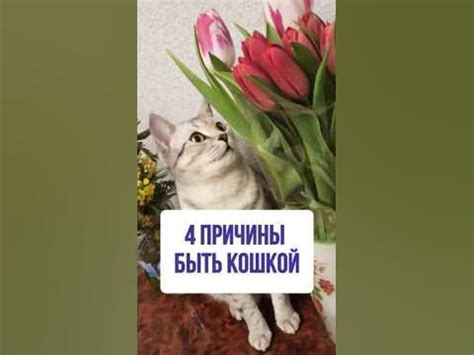 Причины невозможности жевания пищи кошкой