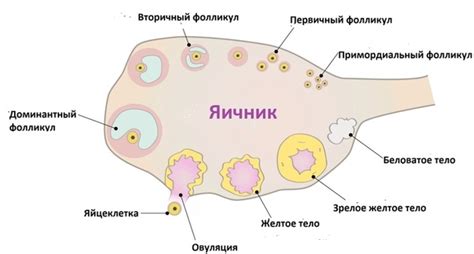 Причины появления выделений, похожих на слайм