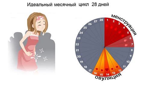 Причины сокращения менструального цикла