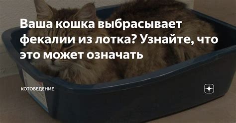 Причины того, что кошка выбрасывает котенка из гнезда