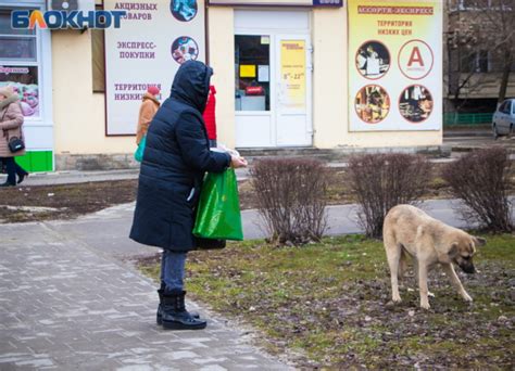 Проблемы, связанные с бездомными собаками в Михайловске