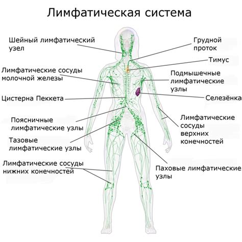 Проблемы с кровообращением и лимфатической системой