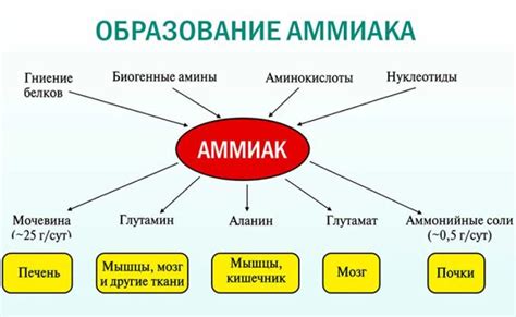 Проблемы с мочевыми путями и запах аммиака