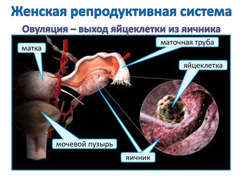 Прогестерон и репродуктивная система