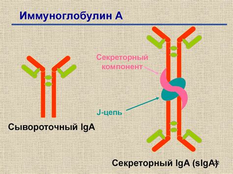 Продукция иммуноглобулина М во взрослом организме