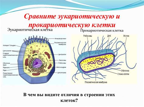 Происхождение прокариотических клеток