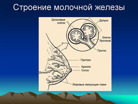 Прокладка молочных протоков