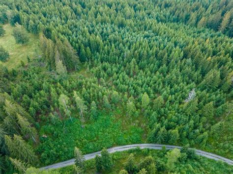 Пророческое значение видения обрубленного елового дерева