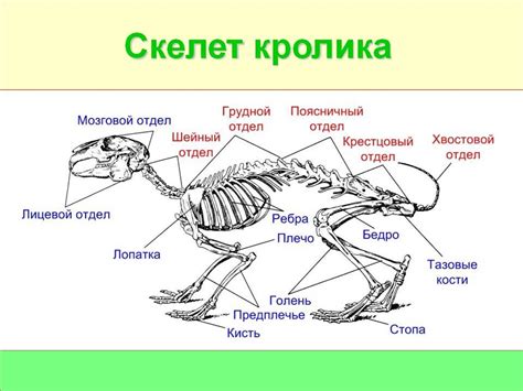 Пророческое значение скелета летящего грызуна в сновидениях