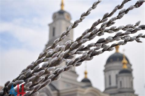 Пророчество процветания: сакральное значение кедрового дерева в сновидении