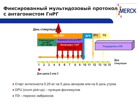 Протокол ЭКО: основные этапы