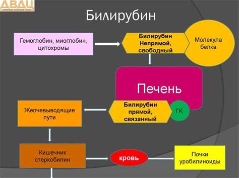 Профилактика возникновения повышенного уровня метамиелоцитов