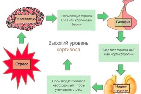 Профилактика и поддержание нормального уровня кортизола