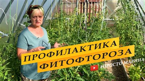 Профилактика фитофторы в теплице