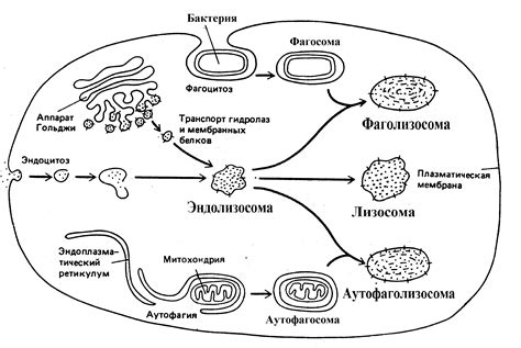 Процессы, где особенно развит аппарат Гольджи