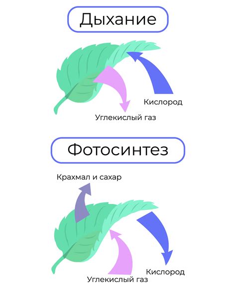 Процессы в жизни растения: фотосинтез и дыхание