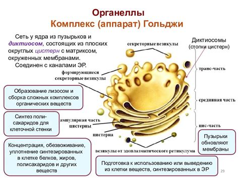 Процессы транспорта и сортировки в аппарате Гольджи