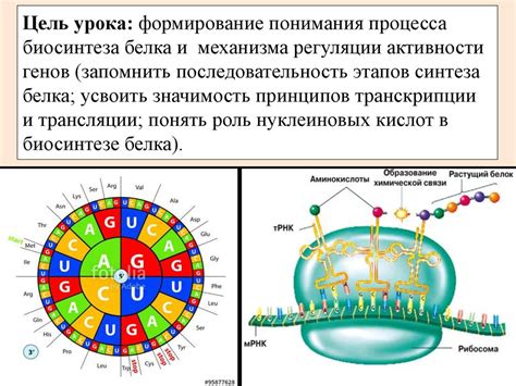 Процесс биосинтеза белков