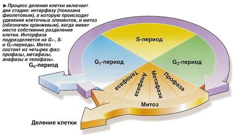 Процесс деления и фильтрации