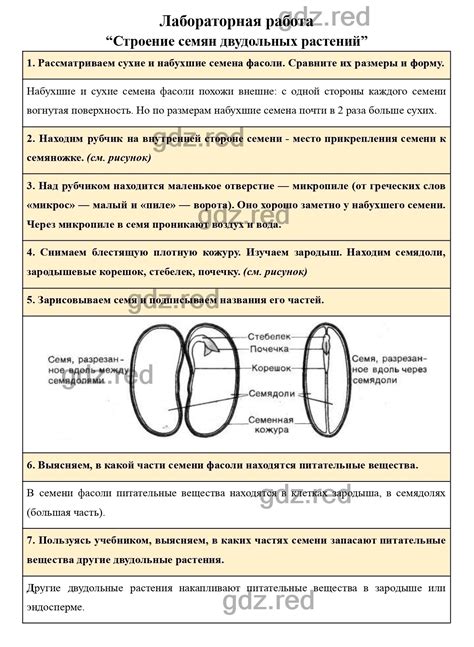 Процесс изучения микропиле в рамках 6 класса биологии