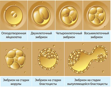 Процесс культивирования эмбрионов