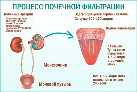 Процесс образования запаха мочи