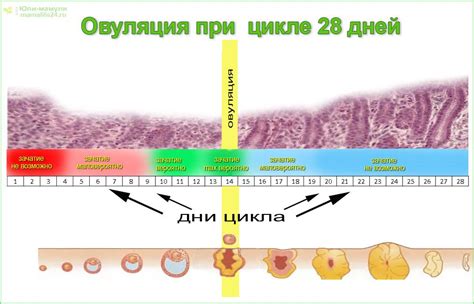 Процесс овуляции и сопутствующие изменения в организме