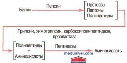 Процесс переваривания белка из мяса