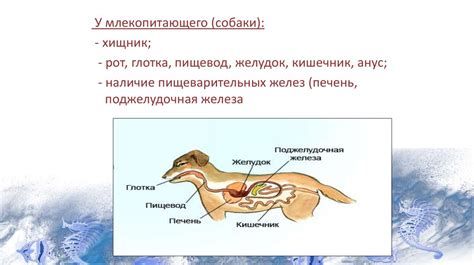 Процесс поглощения пищи у котов