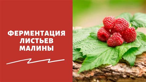 Процесс посадки малины и смородины в саду