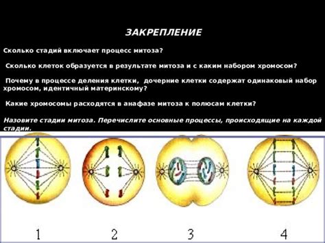 Процесс рассечения центромера в анафазе митоза