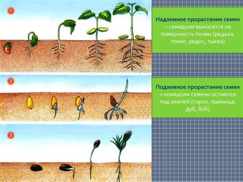 Процесс роста и развития