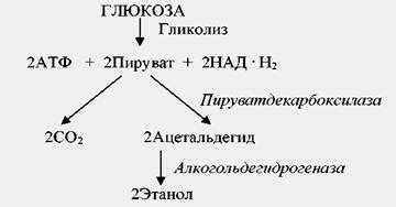 Процесс спиртового брожения в микроорганизмах