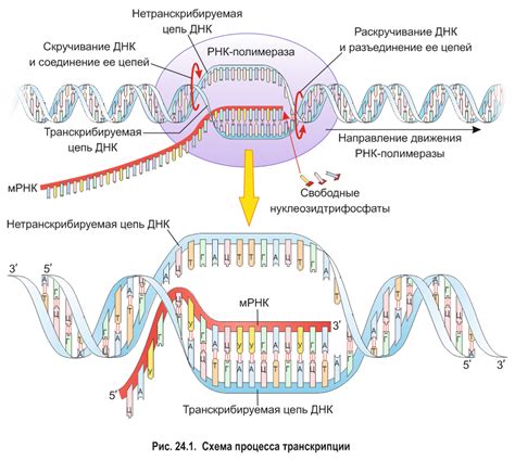 Процесс транскрипции и синтез РНК