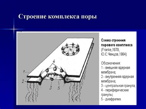 Процесс формирования ядерной оболочки