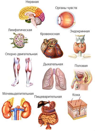 Проявления регуляторной функции в организме