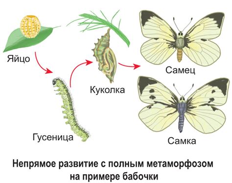 Прямое развитие