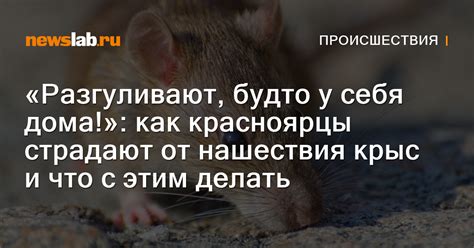 Психологическая интерпретация снов о грызунах у представительниц прекрасного пола