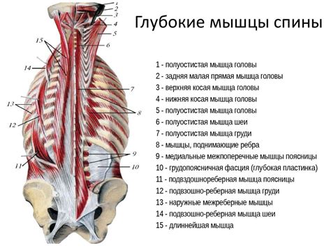 Психологическая трактовка сновидения об проникновении змеи в область спины у мужчины