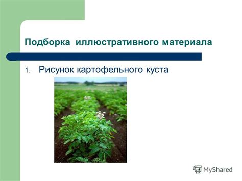 Психологический анализ снов о растительным компонентом картофельного куста