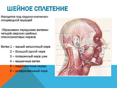 Психологический смысл поцелуя в области шеи от прежнего партнера в представлениях