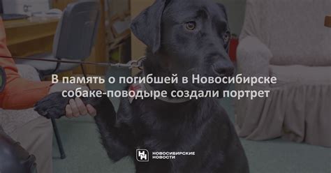 Психологическое значение сна о погибшей собаке