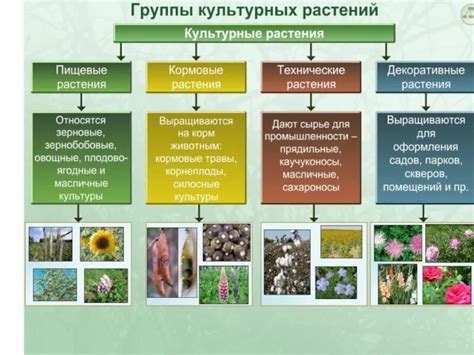 Психоэмоциональные характеристики растений